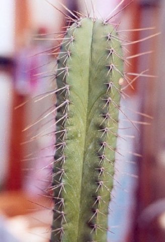 Isolatocereus_dumortieri_X_Myrtillocactus